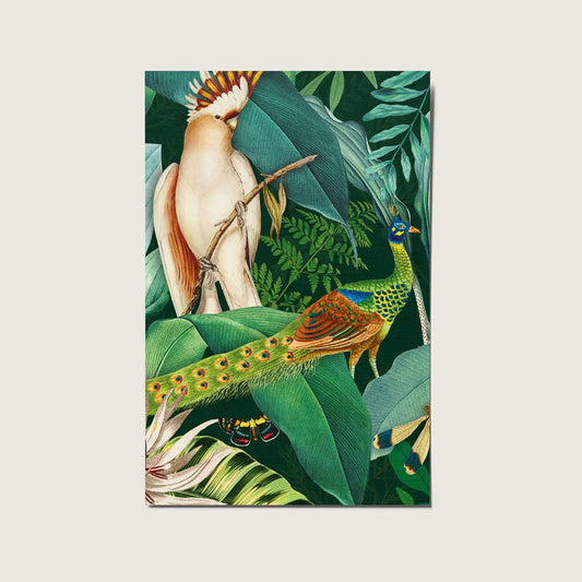 Postcard - Rainforest